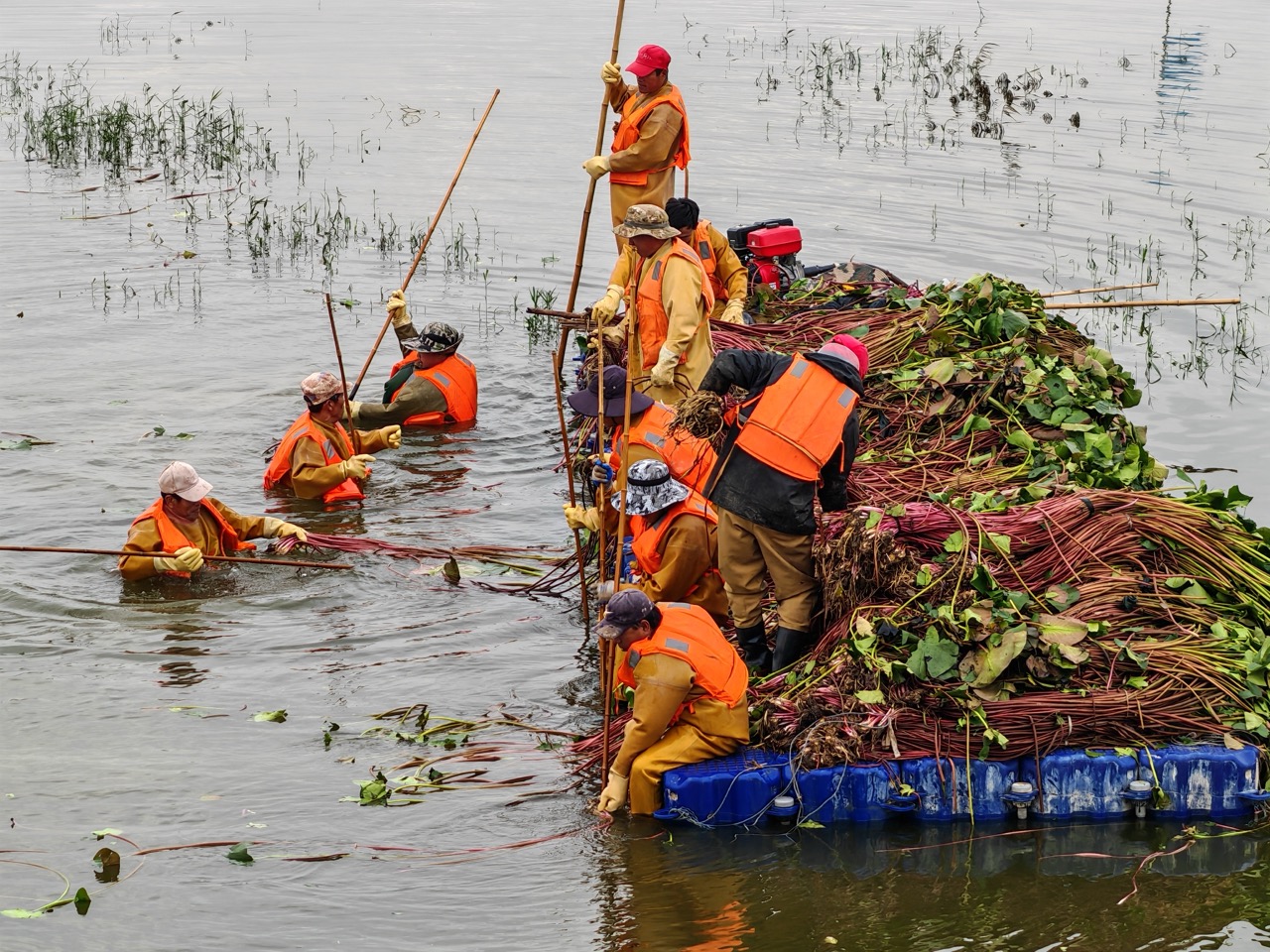 水生植物种植施工怎么做效果更稳