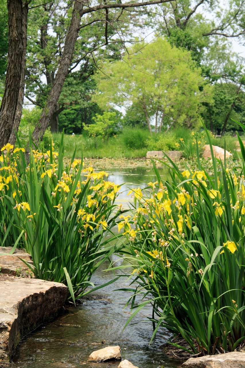 报价:水生植物价格为什么差很多,同一种苗价差在哪里?