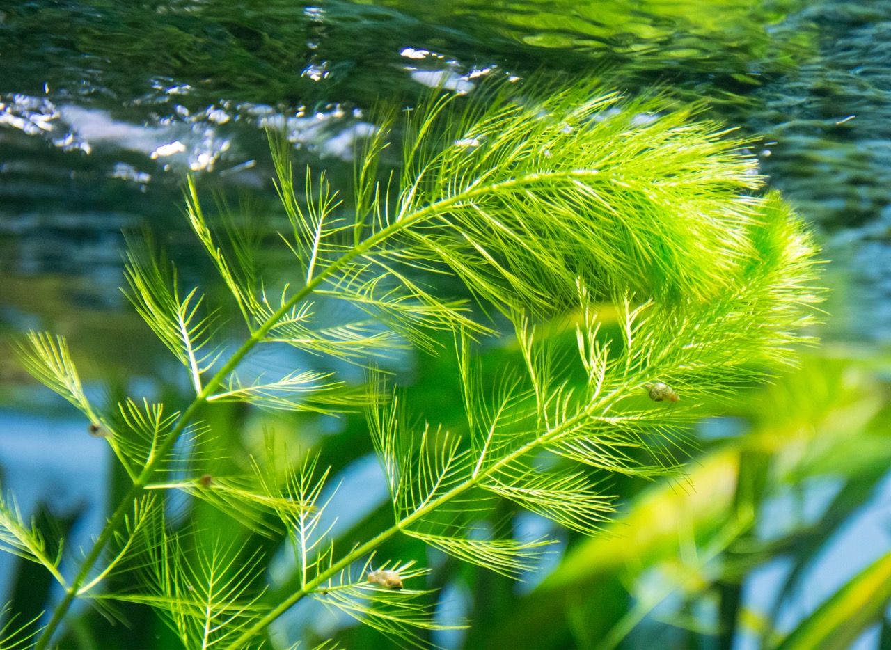 施工:水生植物种植为什么不成活?常见原因与解决思路。