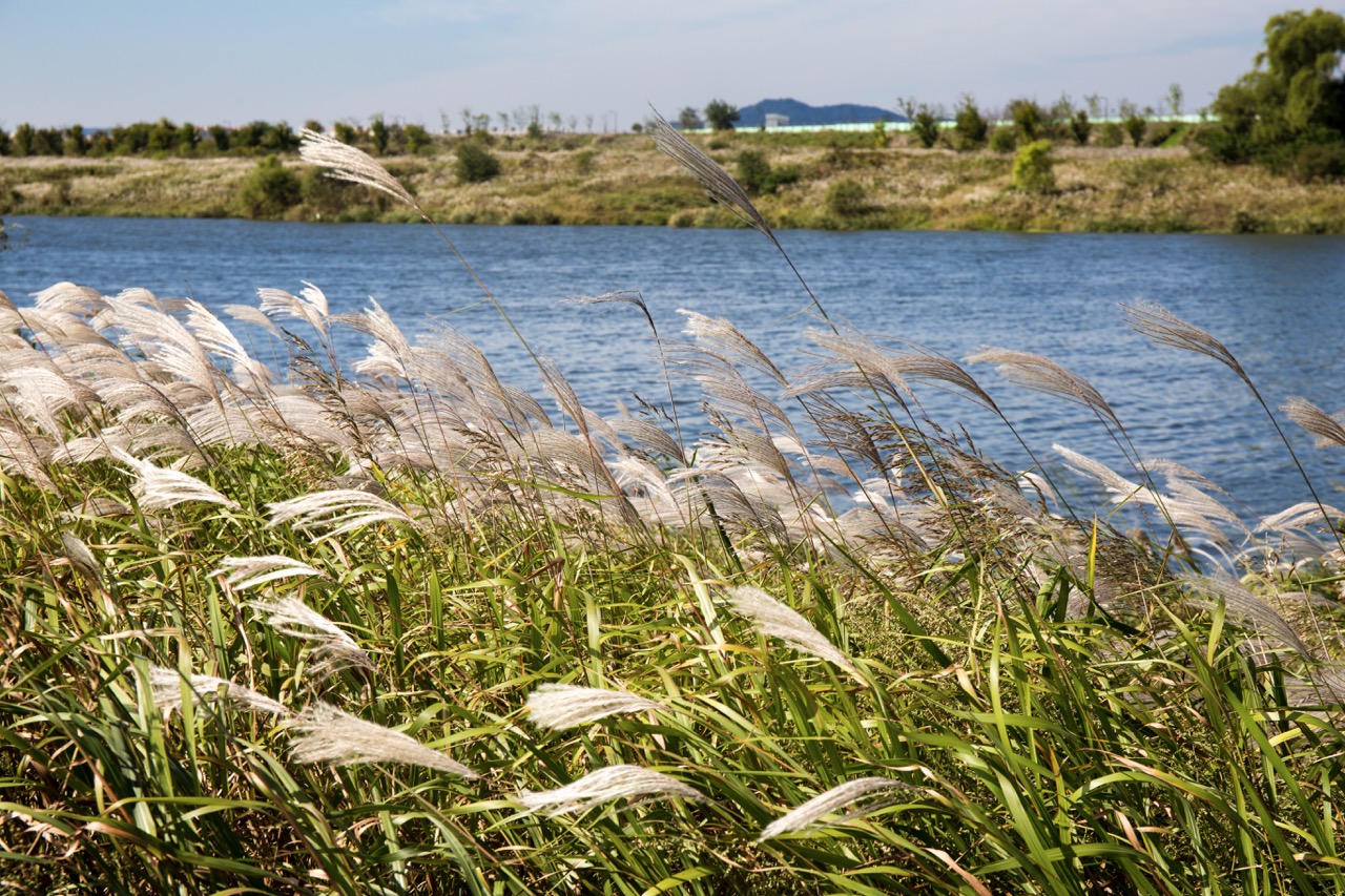 询价:芦苇种植怎么询价,想省钱又稳住效果,关键看这几点
