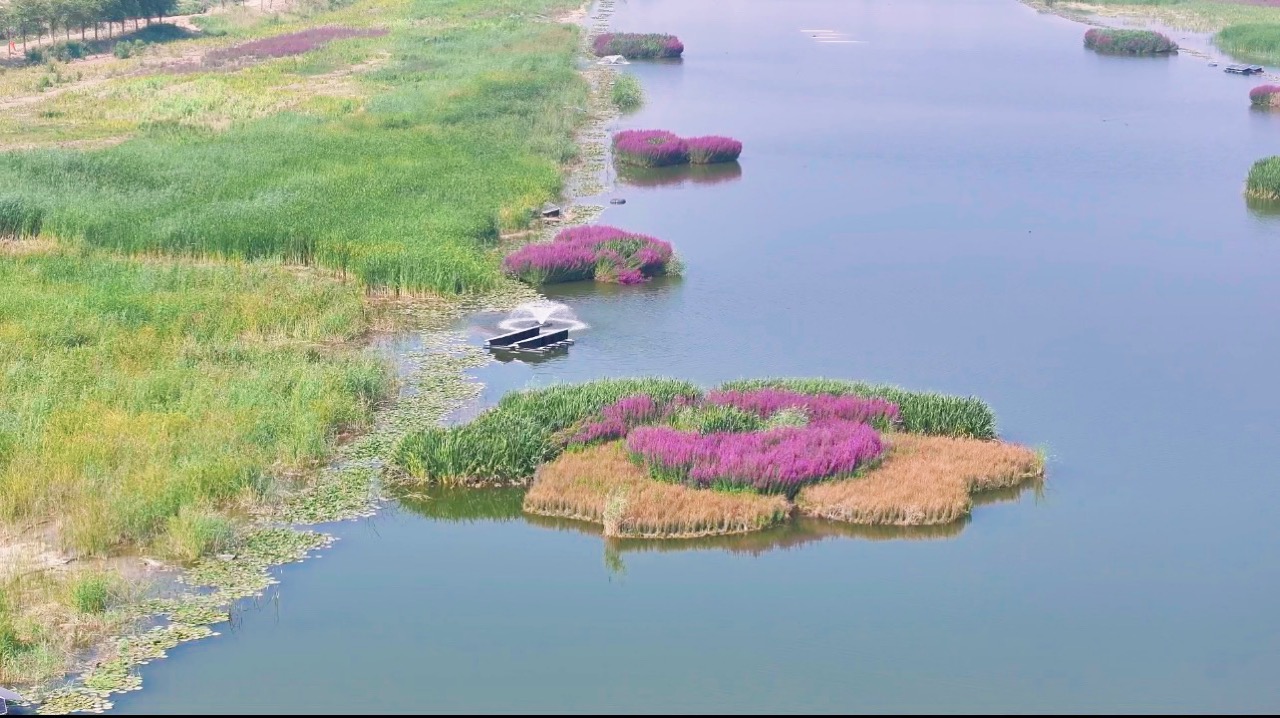 山东省河道水生态修复施工案例|65万㎡水生植物同步种植+3000㎡聚酯纤维生态浮岛|两年养护稳定运行